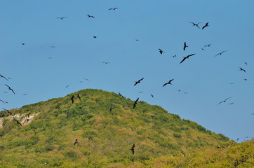 agnificent frigatebird flying overhead