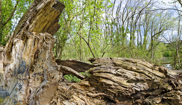 rotten tree stup