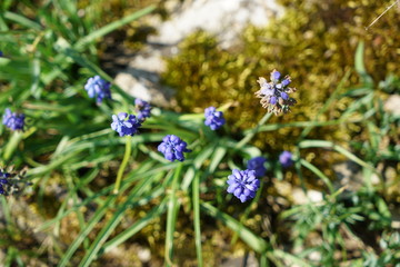 Colorful flower and flowers in german gardens
