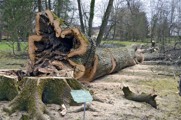 cut down hollow tree