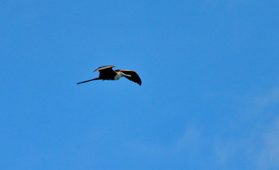 agnificent frigatebird flying overhead