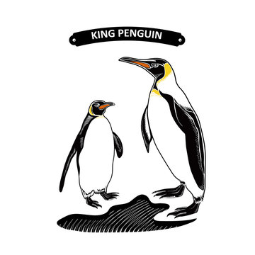 King Penguin,Vector illustration,Penguin and his baby on the snow isolatad on white background
