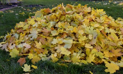 closeup of a pile of yellow maple leaves on grass background
