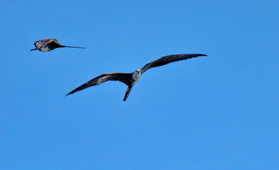 Magnificent frigatebird flying overhead