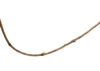 wild liana jungle vine isolated on white background, clipping path