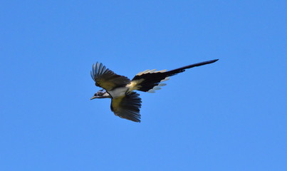 Black-throated Magpie Jay in Mexico 