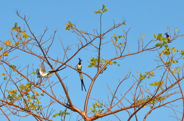 Black-throated Magpie Jay in Mexico 