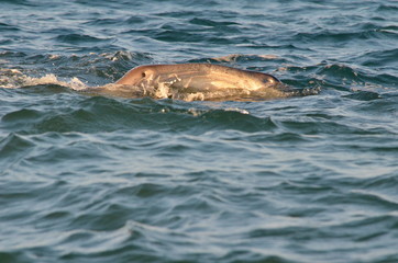 Obraz premium Whale shark on the surface of the Pacific Ocean, off San Blas, Mexico