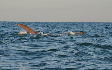 Fototapeta premium Whale shark on the surface of the Pacific Ocean, off San Blas, Mexico