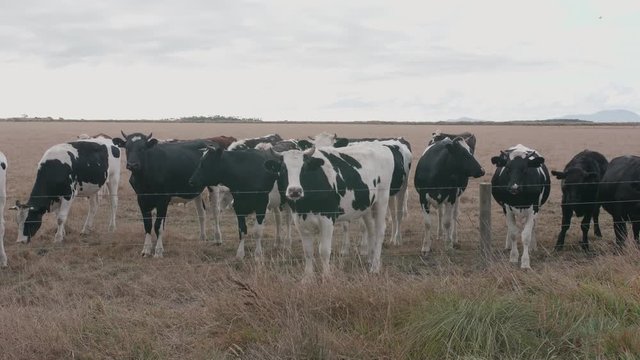 Group cattle of curious friendly young black white milk cows
