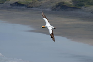 Australasian Gannet, Muriwai Beach, North Island, New Zealand