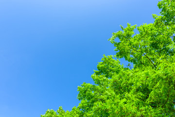 新緑の葉 Fresh verdure