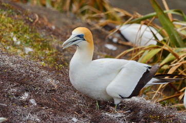 Australasian Gannet, Muriwai Beach, North Island, New Zealand