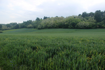 Fototapeta premium fossano in spring