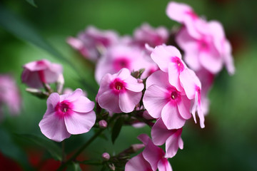Fototapeta na wymiar Pink color./The phlox inflorescence is made by flowers with pink petals and darkly pink centre.