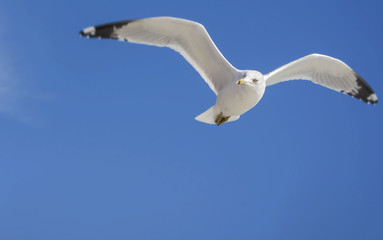 Single Seagull flying