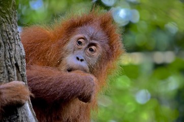 Orangutan