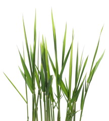 Green reed, cane grass Isolated on white background, clipping path - obrazy, fototapety, plakaty