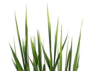 Green reed, cane grass Isolated on white background, clipping path - Powered by Adobe