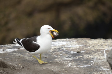 Southern Black-backed Gull stealing a Gannet egg, North Island, New Zealand