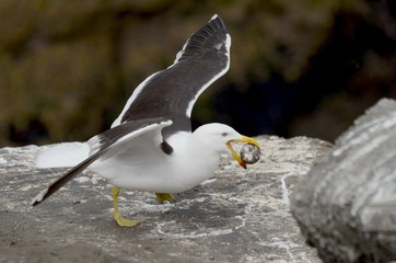 Southern Black-backed Gull stealing a Gannet egg, North Island, New Zealand