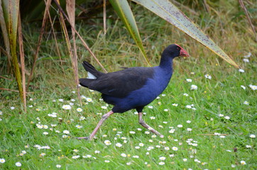 Australasian Swamphen (Porphyrio melanotus), or Purple Swamphen. Auckland, New Zealand