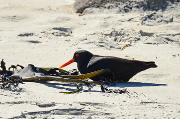 Black Oystercatcher at Abel Tasman, South Island, New Zealand 