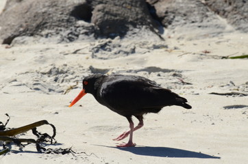 Black Oystercatcher at Abel Tasman, South Island, New Zealand 