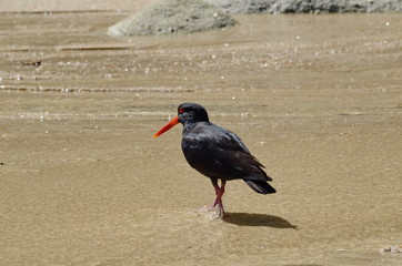 Black Oystercatcher at Abel Tasman, South Island, New Zealand 