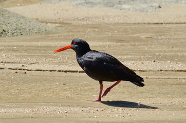 Black Oystercatcher at Abel Tasman, South Island, New Zealand 