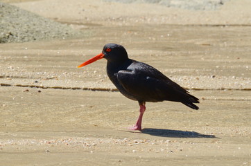 Black Oystercatcher at Abel Tasman, South Island, New Zealand 