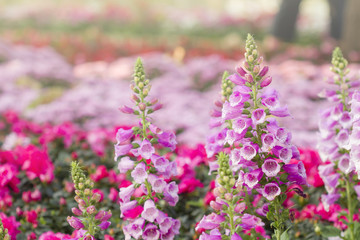 Flowers in the garden,Snapdragon or  Antirrhinum majus (Scrophulariaceae)