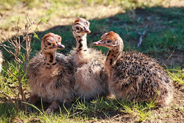 Strausskücken  8347 © Thula-Photography