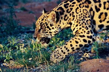 Jaguar schleicht sich an