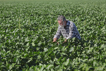 Naklejka na ściany i meble Farmer or agronomist examining green soy bean plants in field