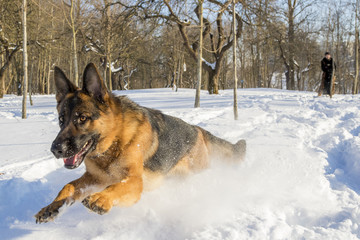 German Shepherd plays in the snow