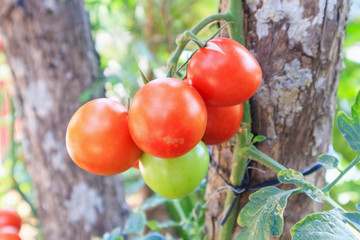 Close up Ripe tomatoes plant in organic garden