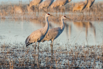 Sandhill Cranes in Bosque Del Apache