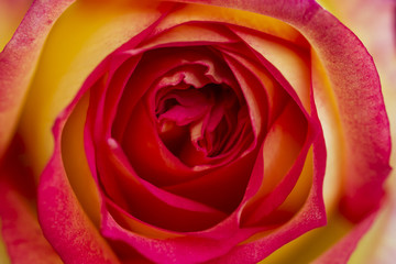 Obraz na płótnie Canvas Petals of red roses
