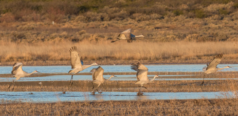 Sandhill Cranes Taking Flight