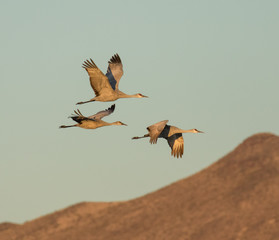 Flying Sandhill Cranes in Bosque Del Apache
