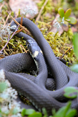 grass snake 