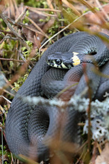 grass snake 