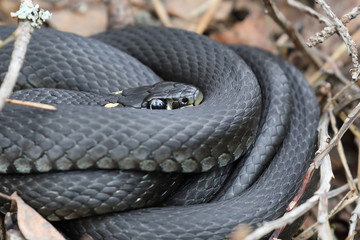 Obraz premium grass snake 