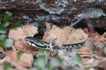 Vipera berus in spring