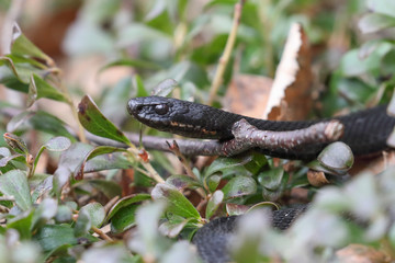 Vipera berus in spring