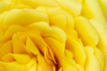Petals of yellow roses