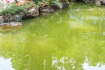 koi fish in garden pond decorative landscape design