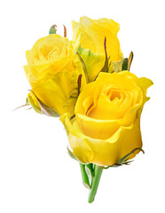 Fresh yellow rose isolated on white background. Clipping path