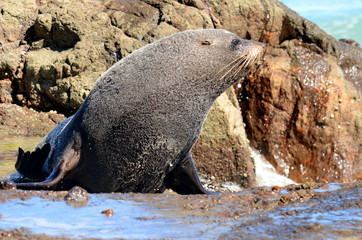 Fur Seal on the South Island, New Zealand.